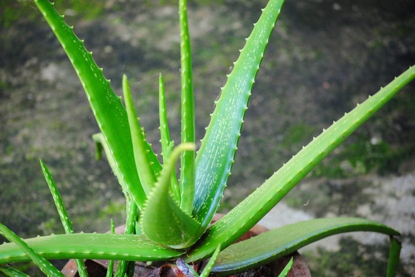 Planta de Aloe vera con las hojas carnosas dispuestas en roseta