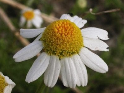 Flor de Anthemis arvensis con lígulas blancas y disco amarillo