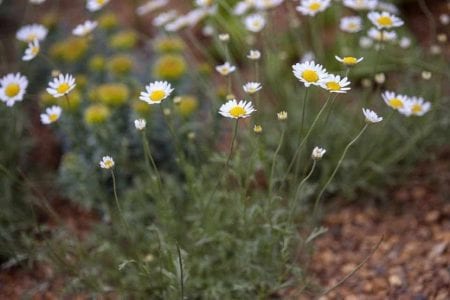 Mata de margarita bastarda florecida en el campo