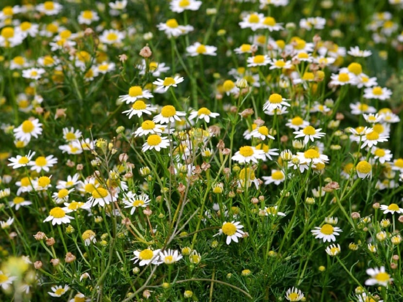 Anthemis arvensis: identificación, riesgos y manejo