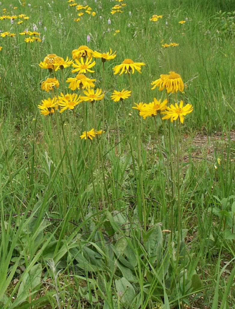 Planta de Arnica montana con su roseta basal y el tallo floral
