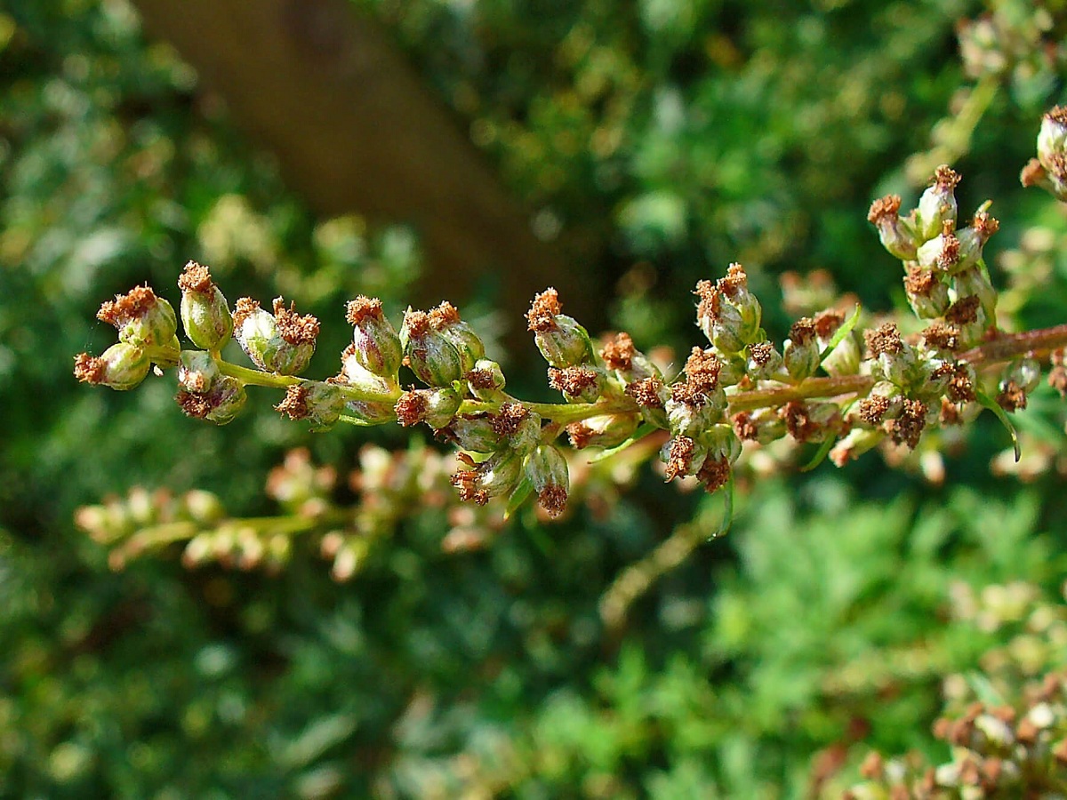 Artemisia vulgaris y medicina
