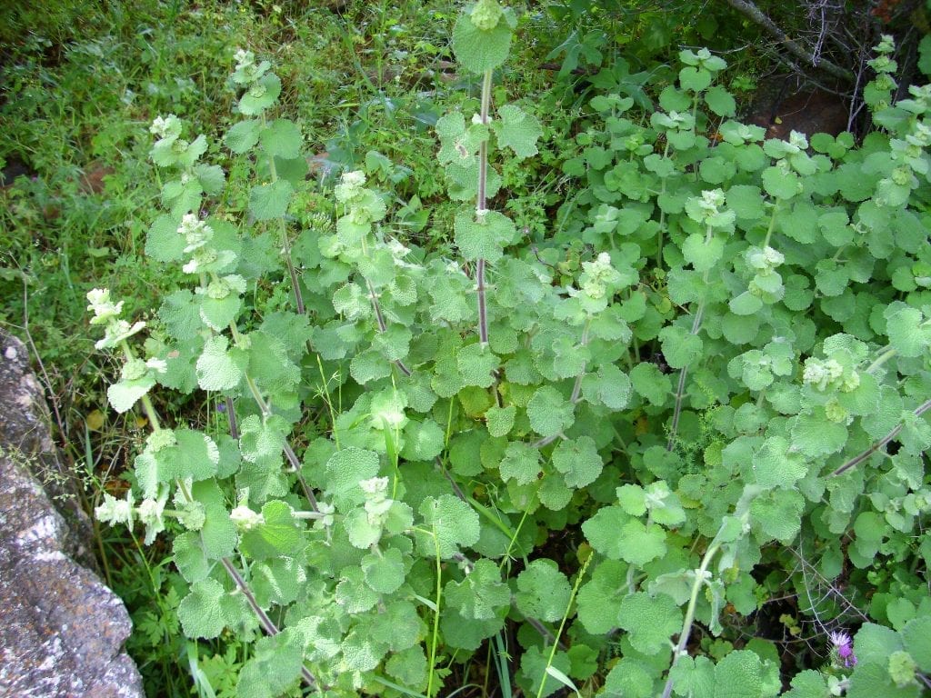 Planta de Ballota hirsuta
