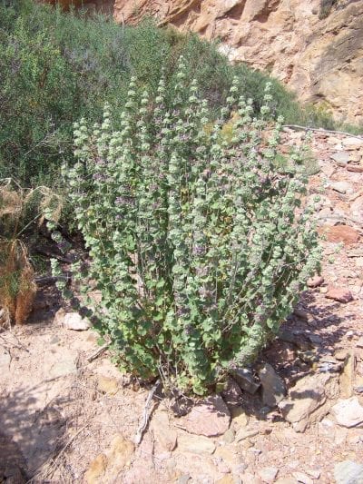 Ballota hirsuta