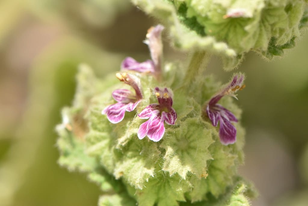 Flores de Ballota hirsuta
