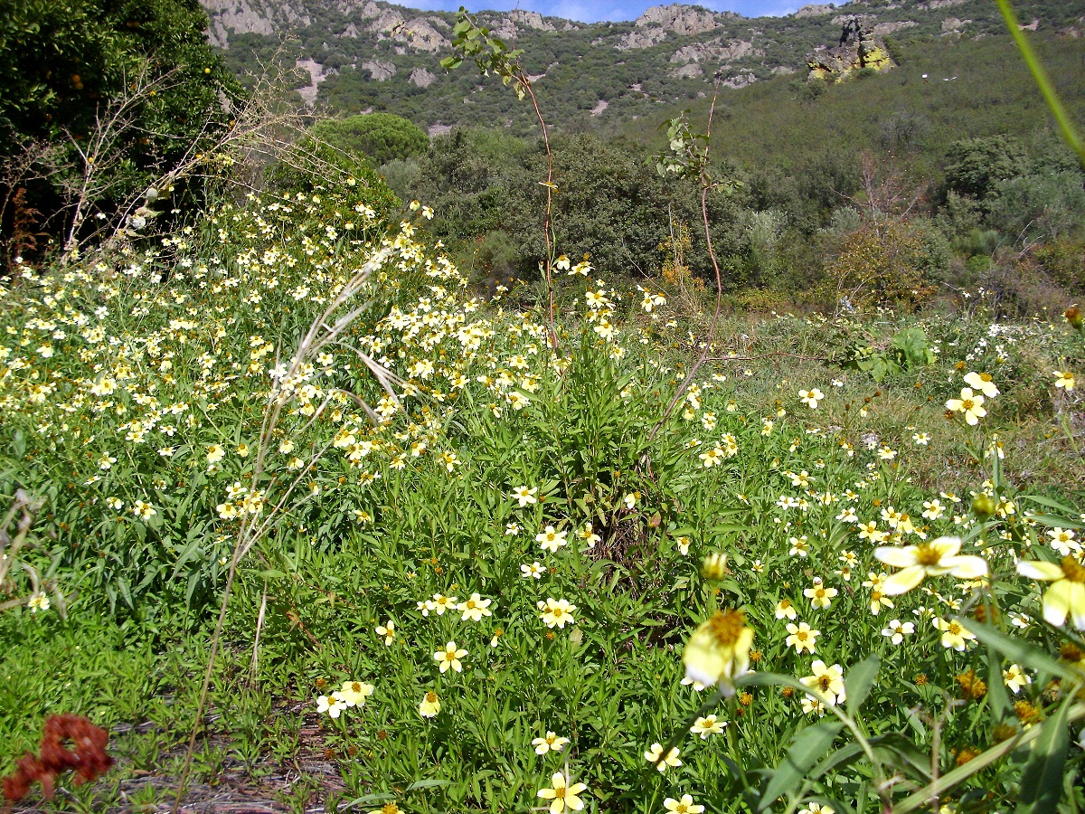 campo lleno de pequenas flores de coolores amarillas y blancas