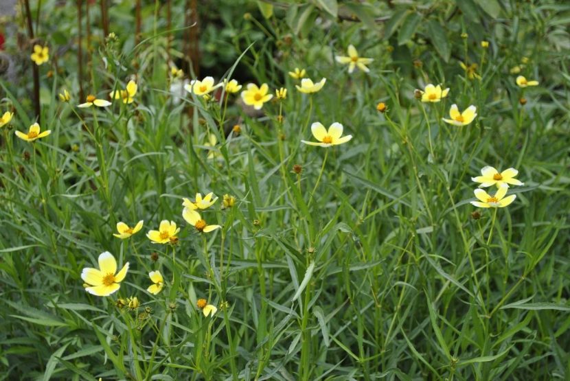 Mata de té canario en flor, con capítulos de lígulas blanquecinas y centro amarillo