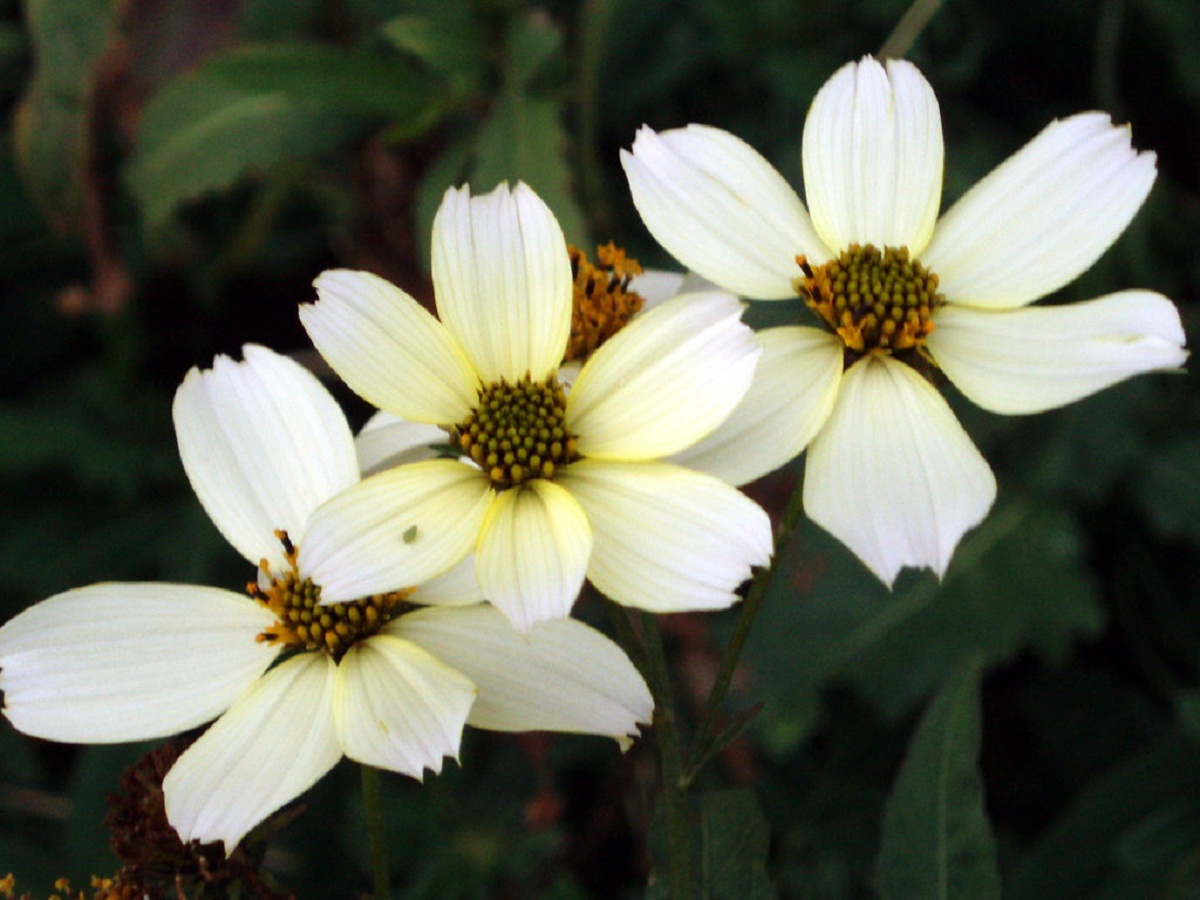 tres flores de color blanco