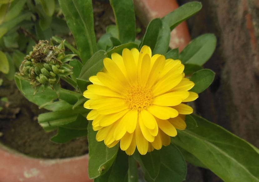 Flor de la margarita