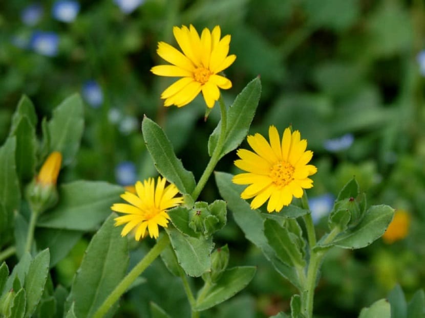 Propiedades de la calendula arvensis