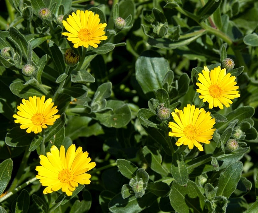 Calendula arvensis: identificación, cultivo y precauciones