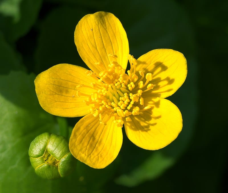 Caltha palustris: cultivo, toxicidad y usos de la hierba centella