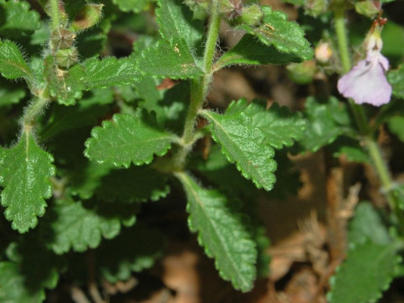 Detalle de las hojas del camedrio o Teucrium chamaedrys