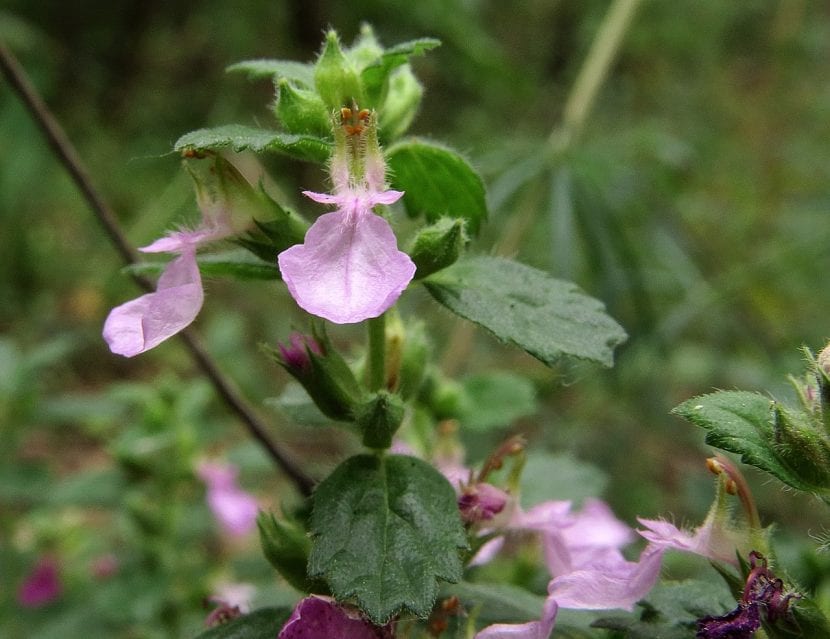 Flores del teucrium chamaedrys