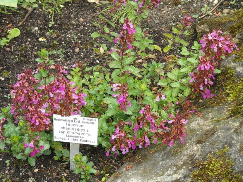 Vista del camedrio en flor
