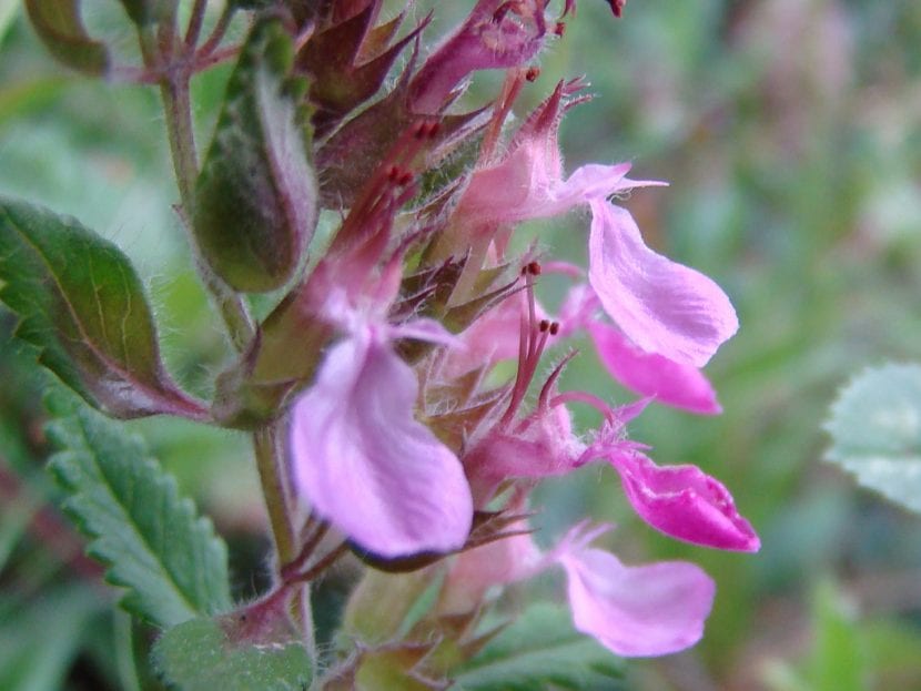 Camedrio en flor