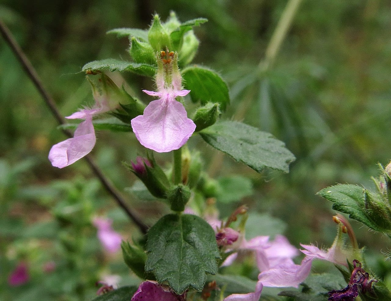 Camedrio (Teucrium chamaedrys): cultivo y riesgo hepático