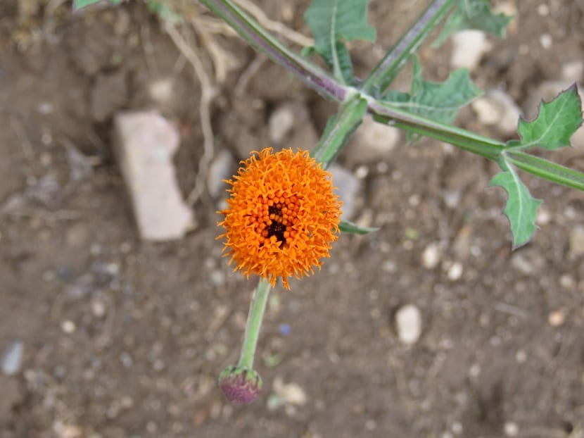 Flor de la capitaneja