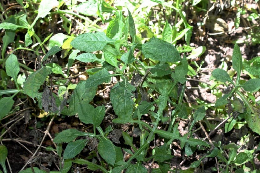 Hojas de verbesina crocata