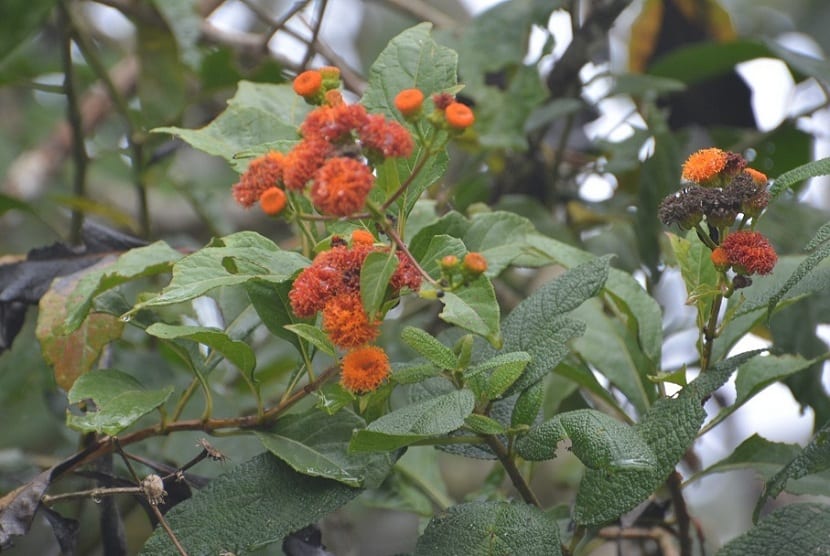 Capitaneja (Verbesina crocata): usos, evidencia y cultivo