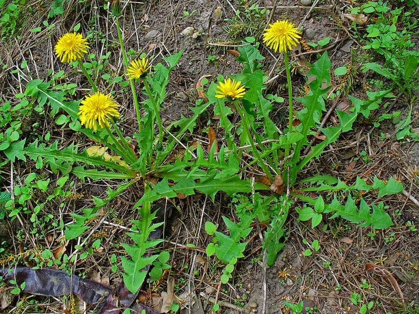 El diente de león es una planta medicinal