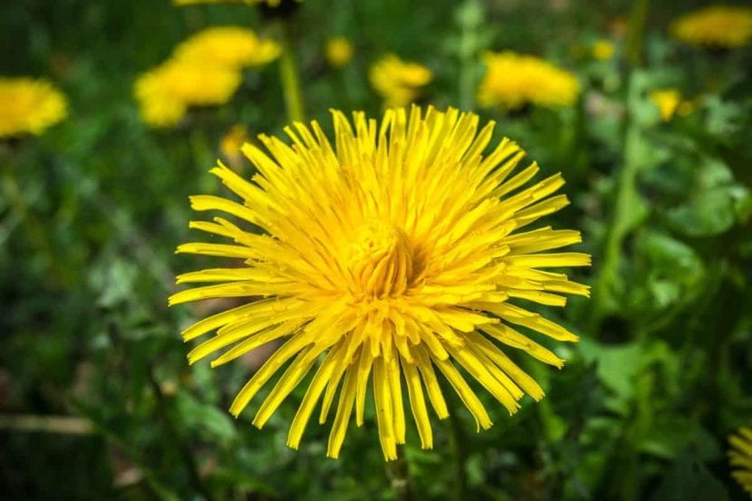 La flor del diente de león es amarilla