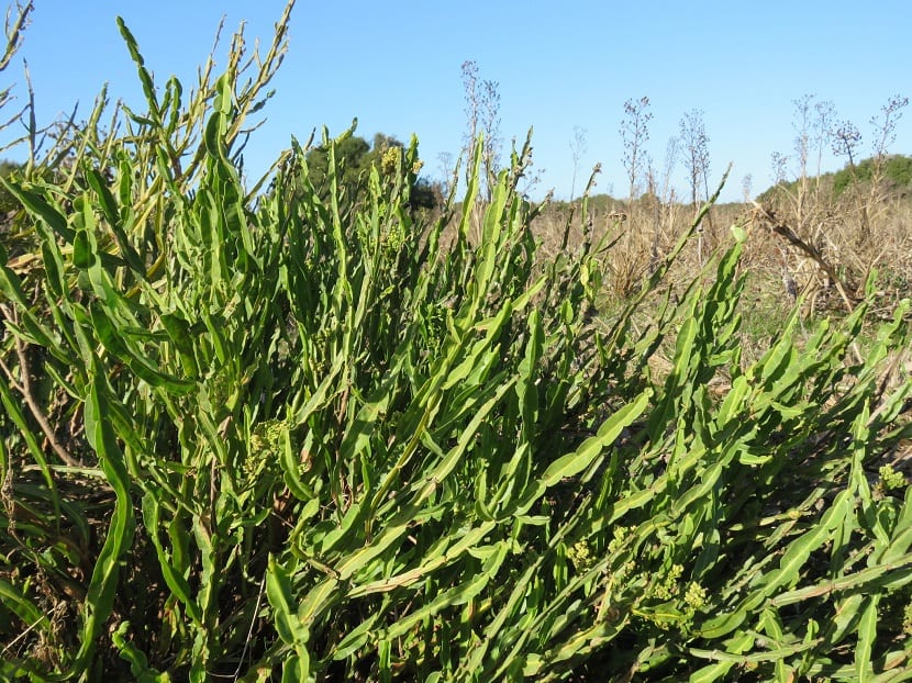 Carqueja (Baccharis trimera): cultivo, usos y precauciones