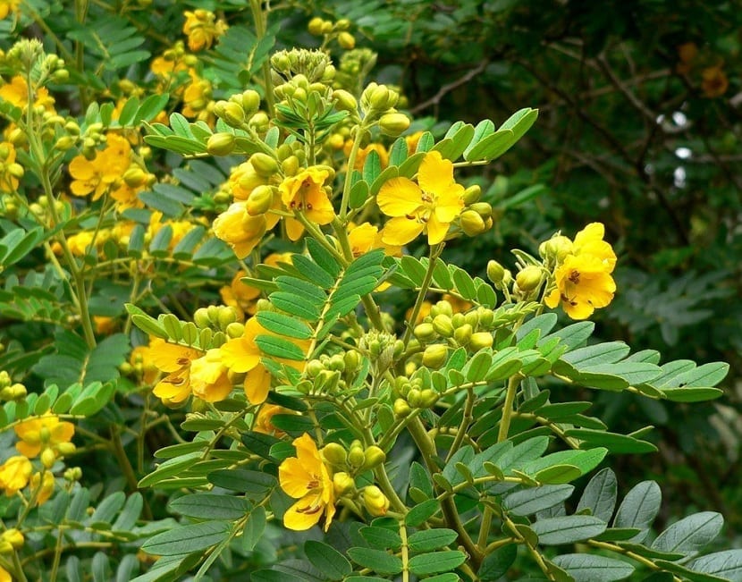 Cassia angustifolia: el sen, entre la evidencia y el mito