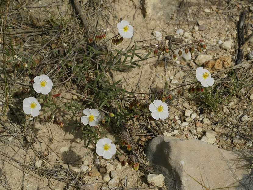 Cistus clusii