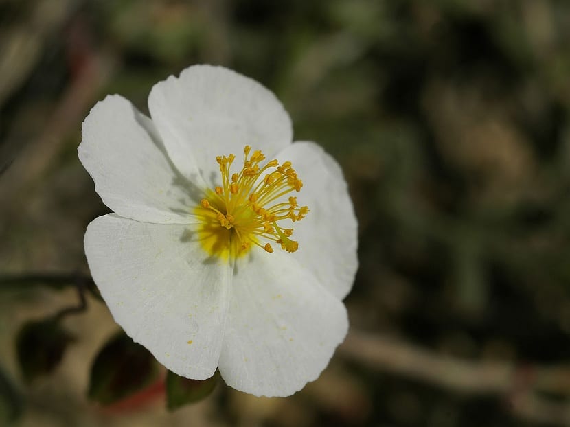 Infusiones con las flores del Cistus clusii
