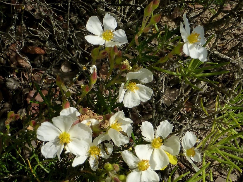Cistus clusii o romero macho: cultivo y usos reales