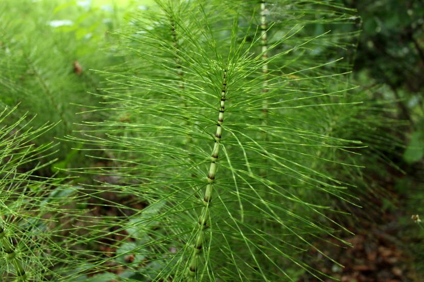 Equisetum telmateia