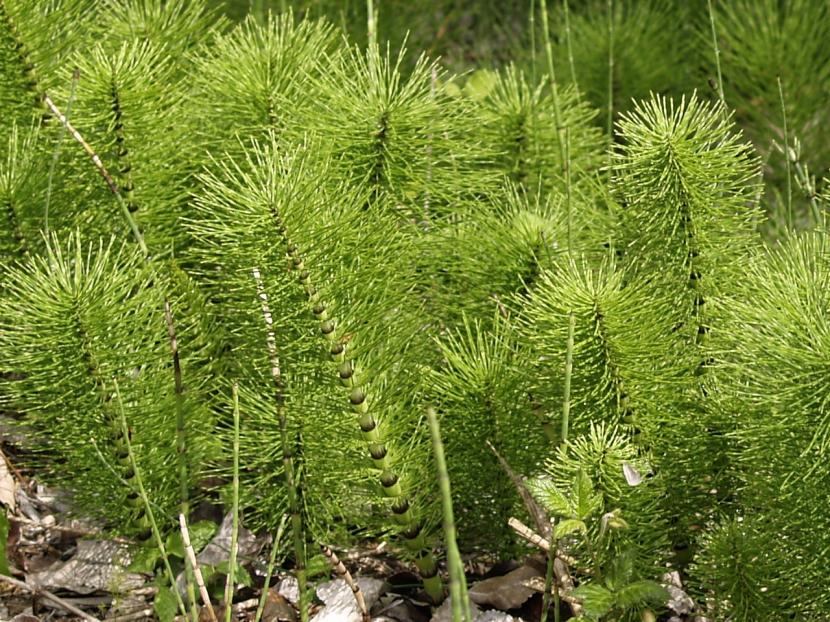 Cola de caballo en el estanque: cultivo, especies y avisos