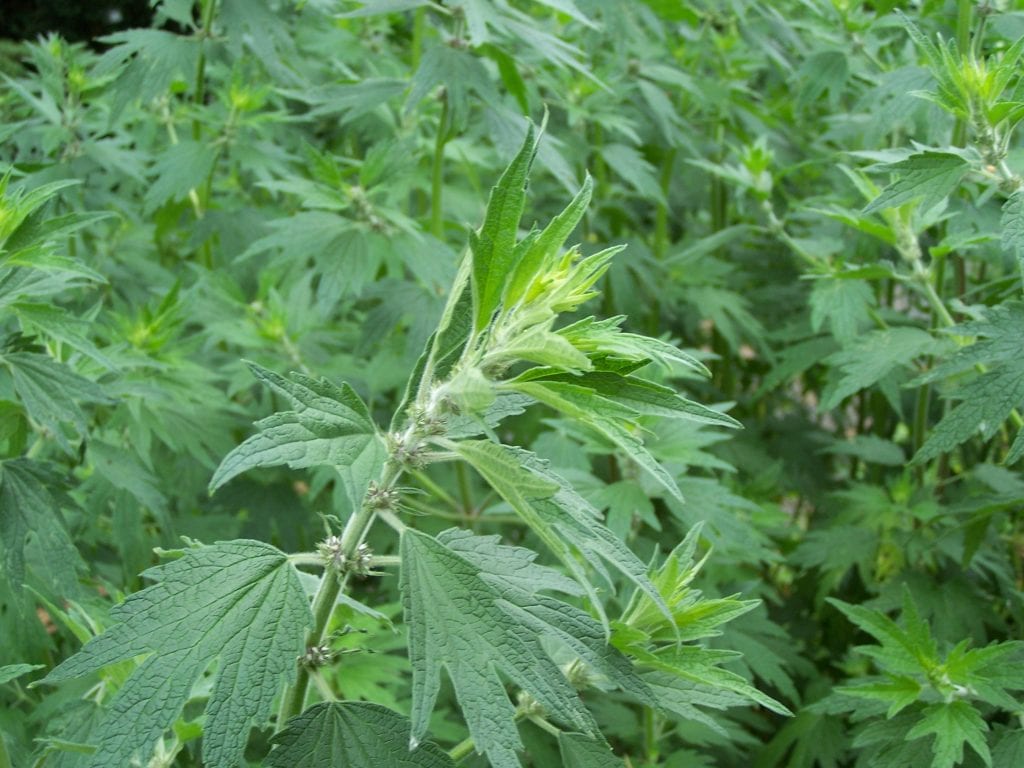 Planta de Leonurus cardiaca