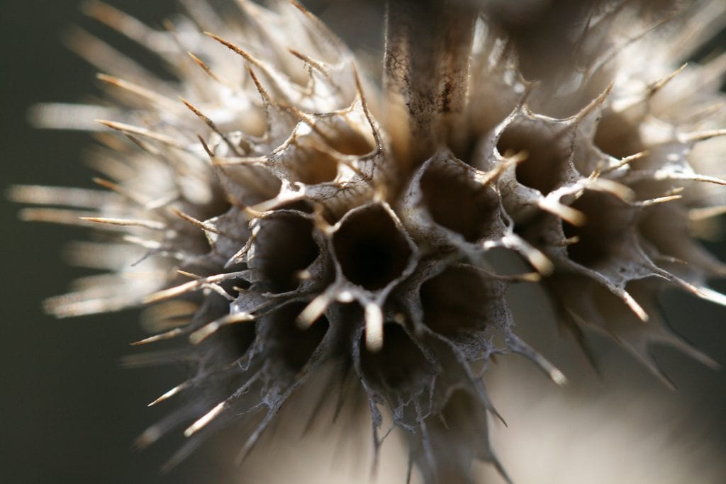 Frutos del Leonurus cardiaca