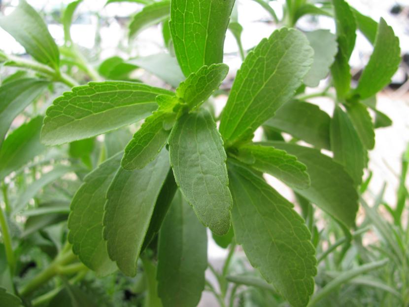 Cuidados de la stevia: riego, poda, esquejes y cosecha