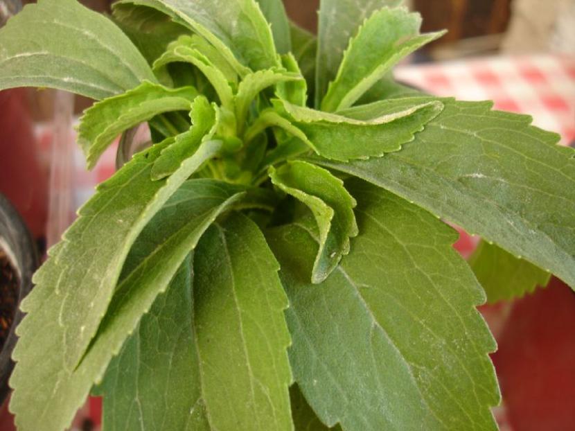 Hojas de Stevia