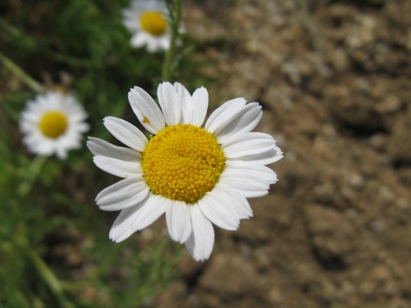 Flores de la camomila