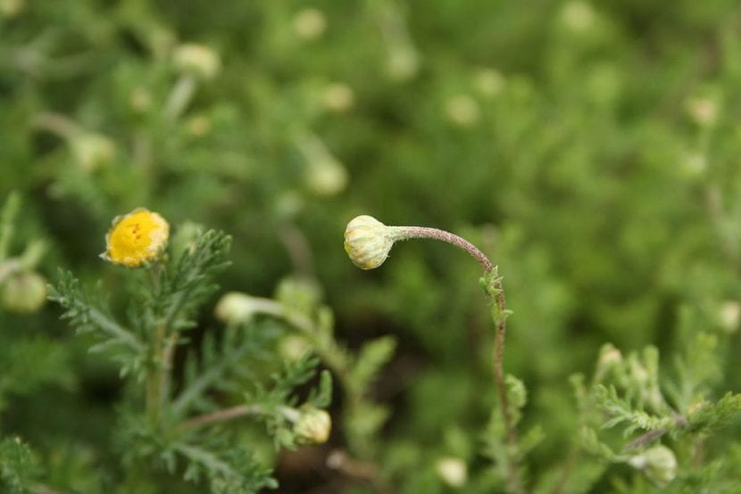 Flores de la camomila