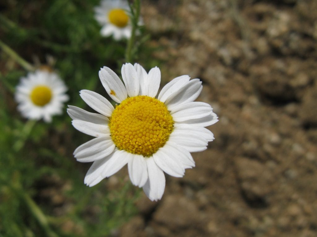 Cultivar camomila: siembra, riego, recolección y secado
