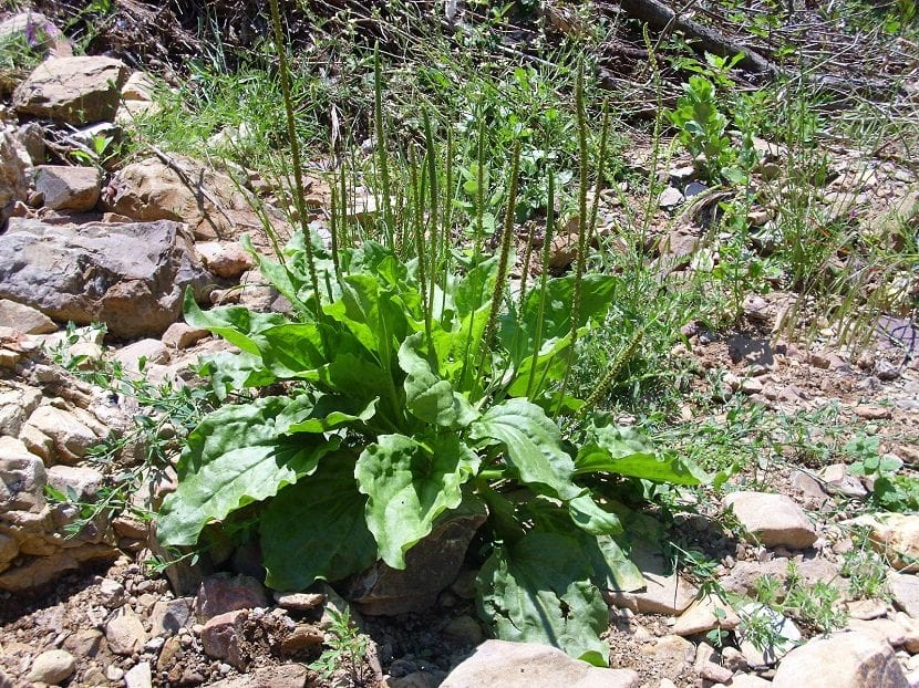 Plantago major