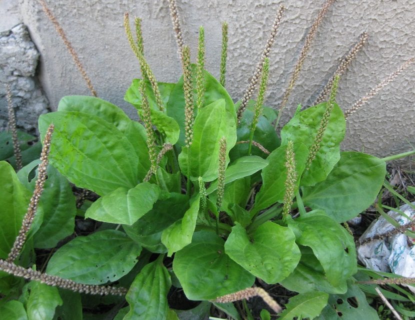 Plantago major