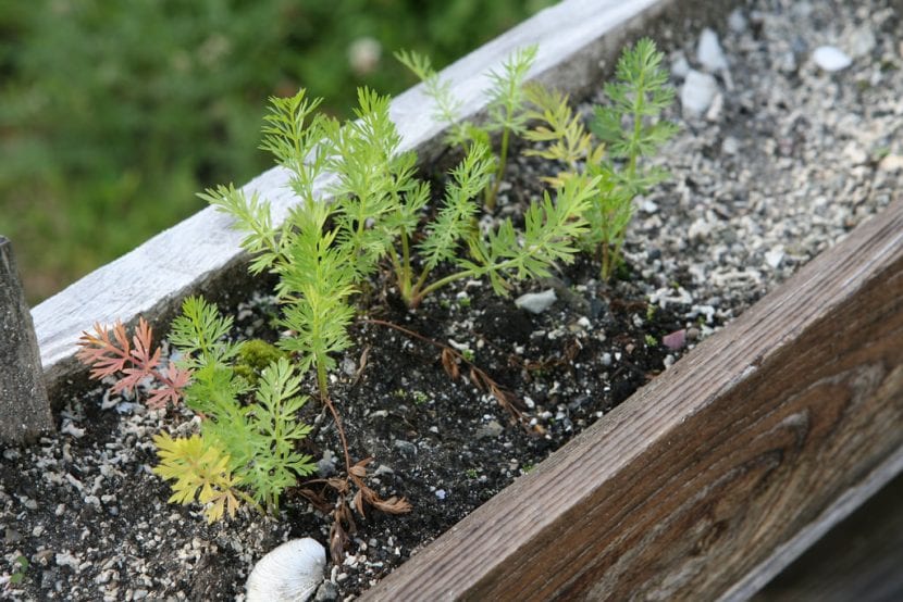 Plantitas de Carum carvi