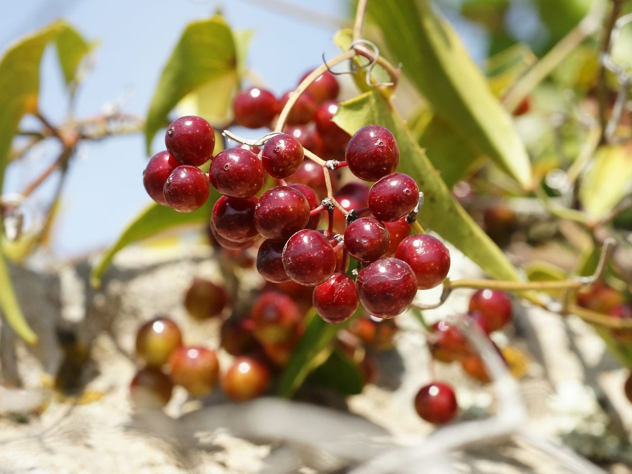 Zarzaparilla: cómo identificarla, cultivarla y sus riesgos