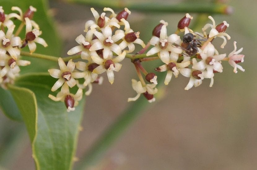 Flores de Smilax aspera