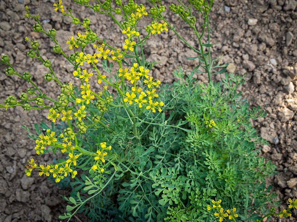 Ruda: cultivo, cuidados y por qué no debe tomarse