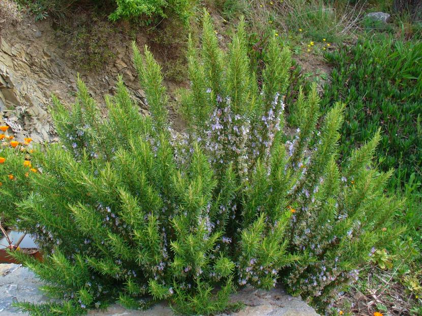 Rincón de plantas medicinales: guía de cultivo paso a paso