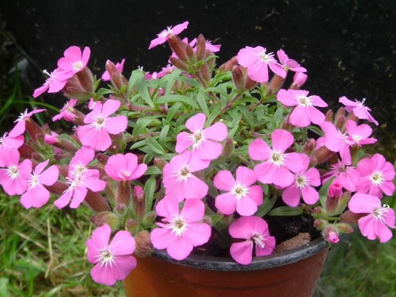 Planta de Saponaria 'Bressingham'
