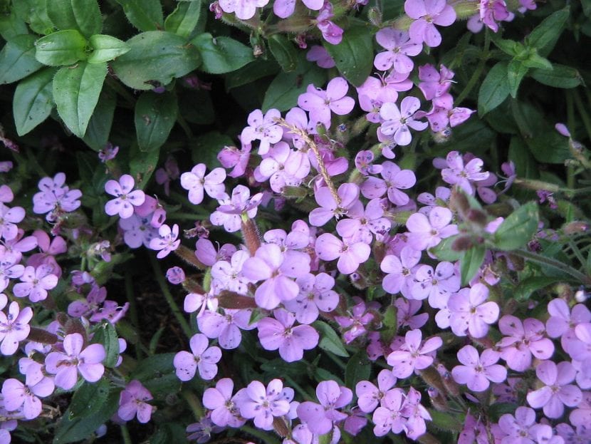 Planta de Saponaria ocymoides