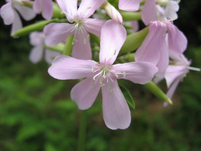 Saponaria officinalis en flor